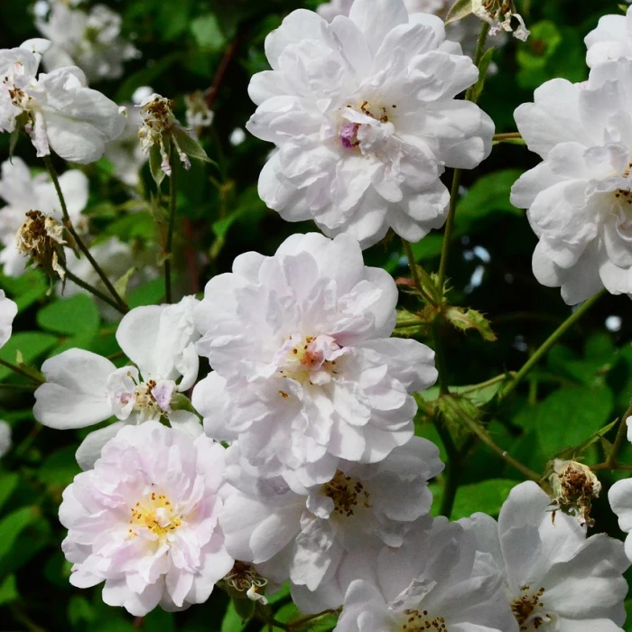 rose rose flower flower wallpaper