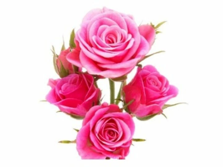 roses