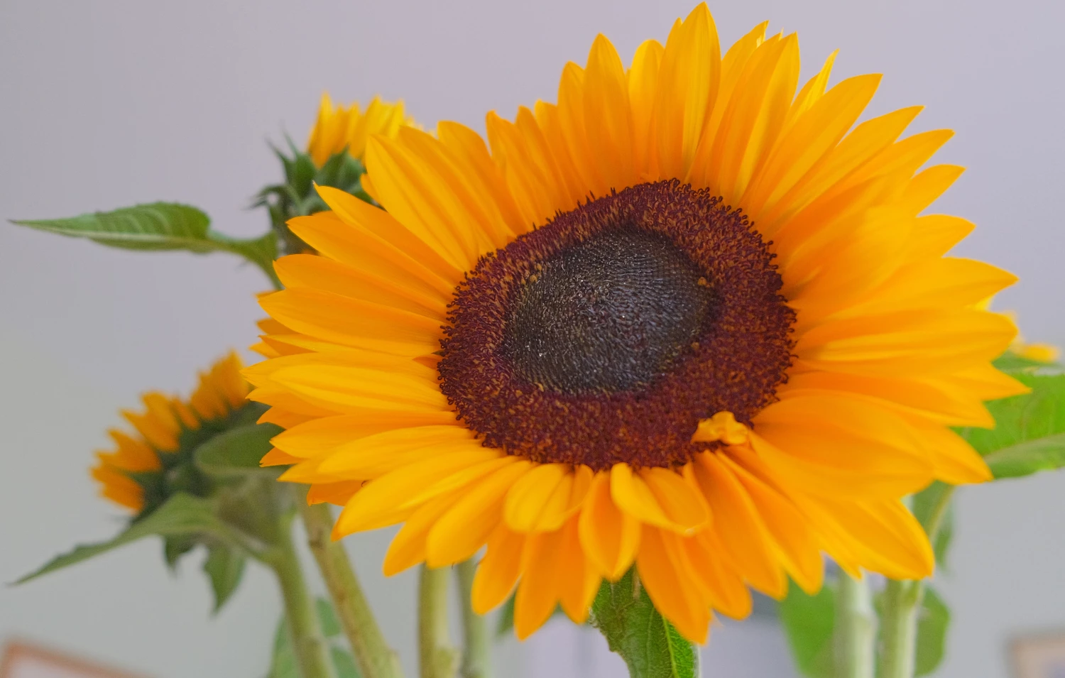 rr sunflower f3922