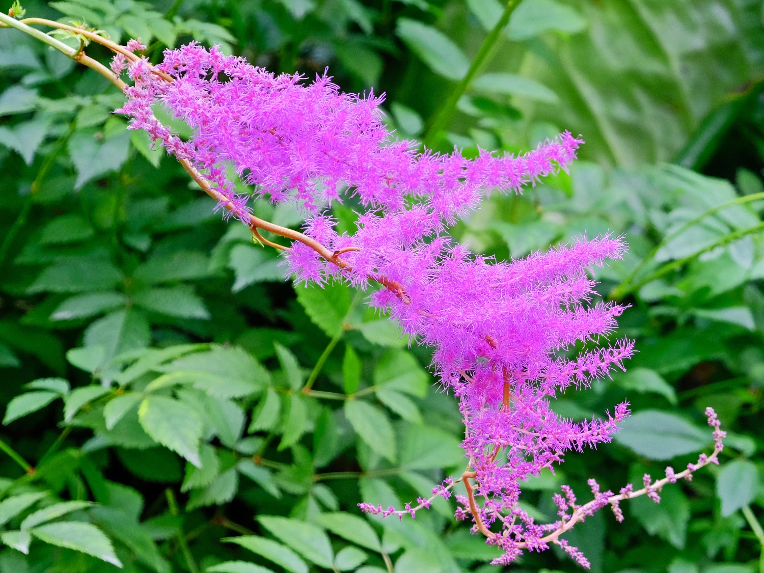 rr the power of pink f3715