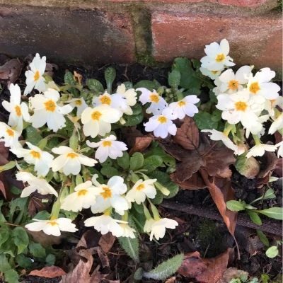 rw39s garden