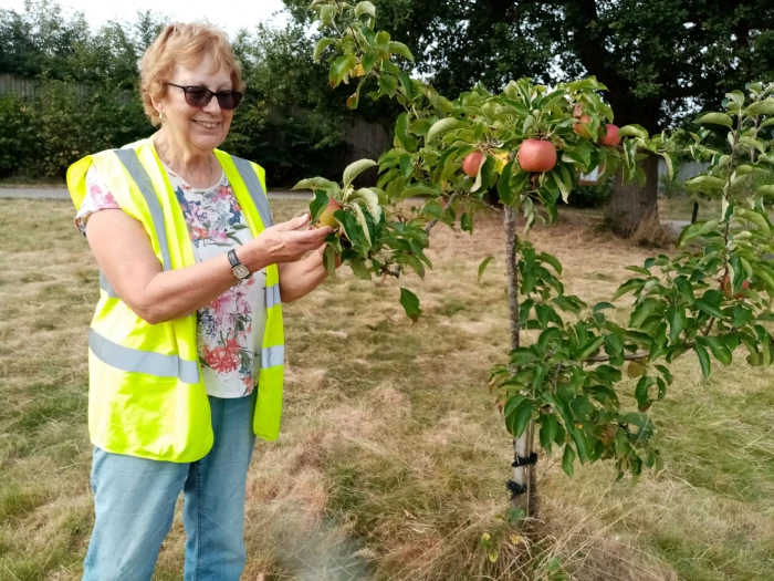 saxon heath apple tree 392022