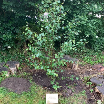 scout  guides tree