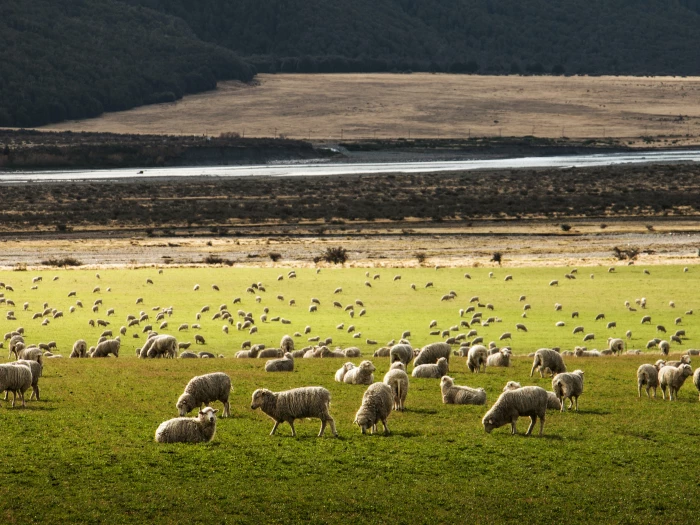 sheep in a field