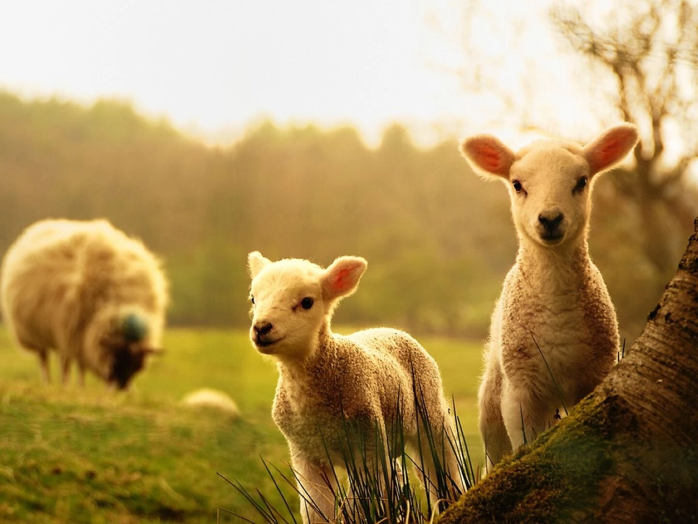 sheep lamb animals lamb lamb lamb lamb nature lamb