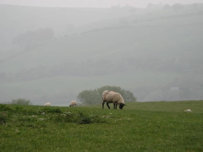sheep on the hills