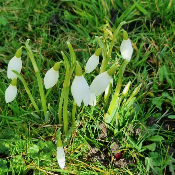 signs of springs  snowdrops