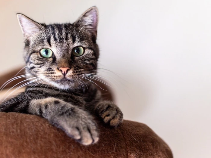 simba cat portrait