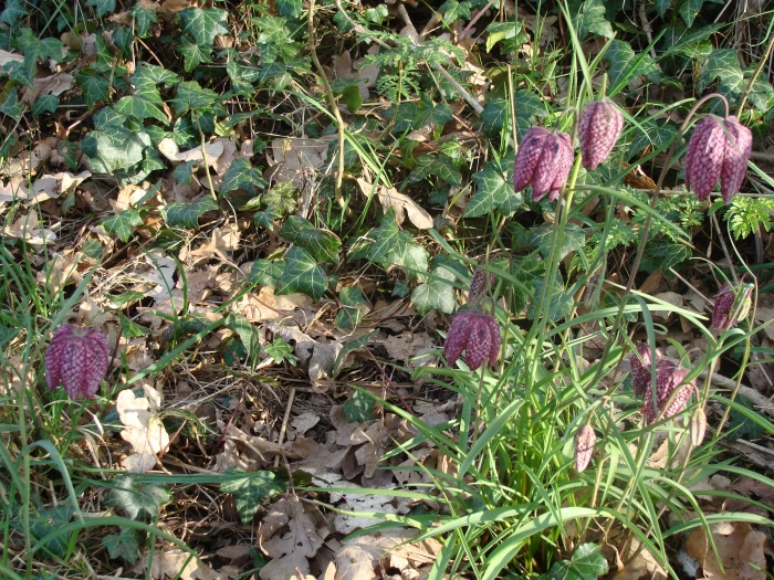 snake 39 s head fritilary