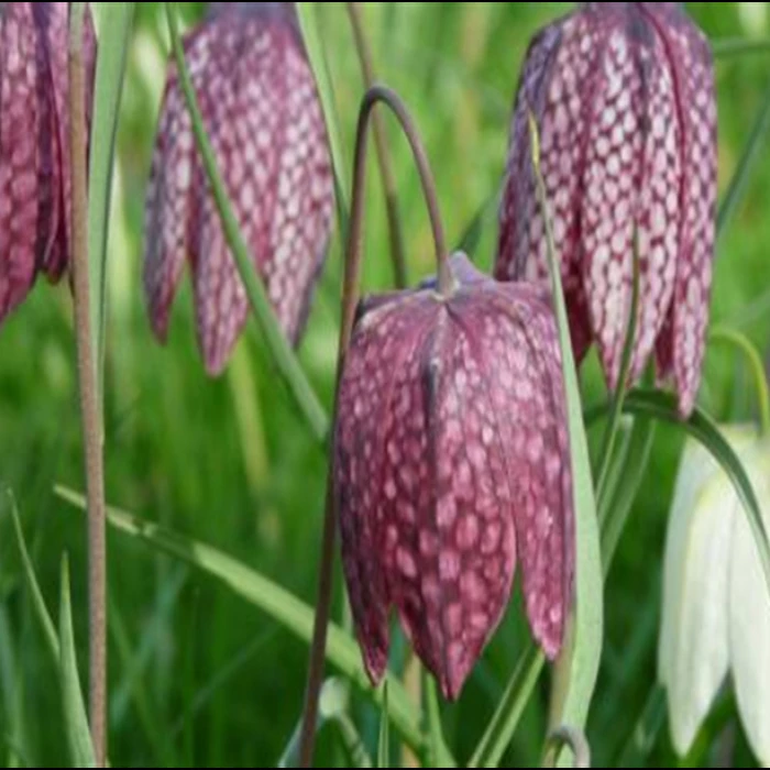 snakes head fritilary