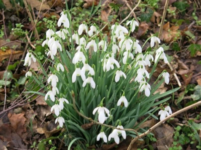 snowdrops 2022 1