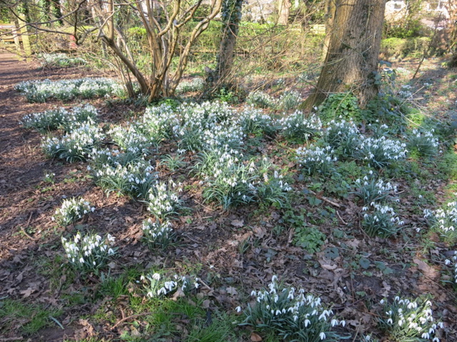 snowdrops 2022 8