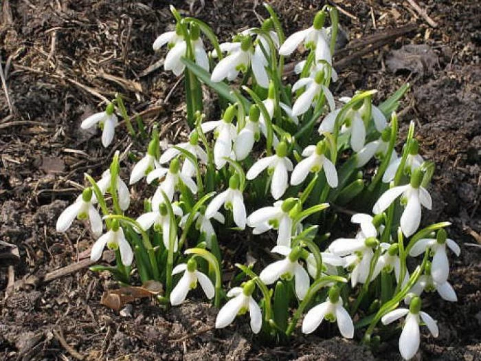 snowdrops