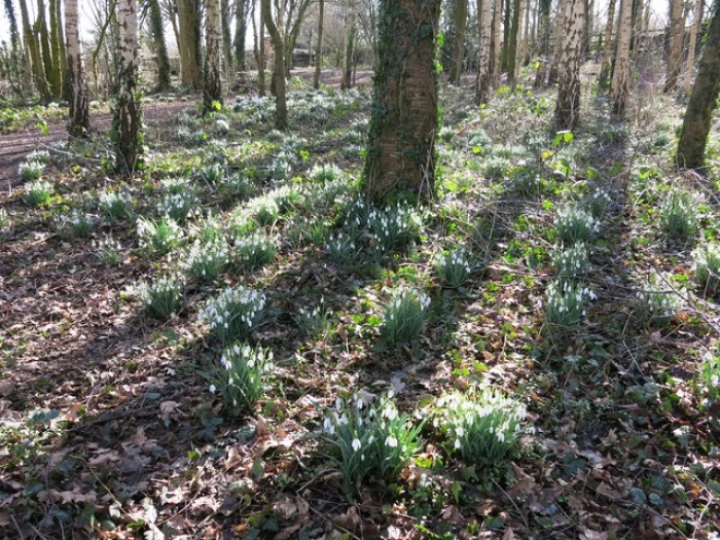 snowdrops