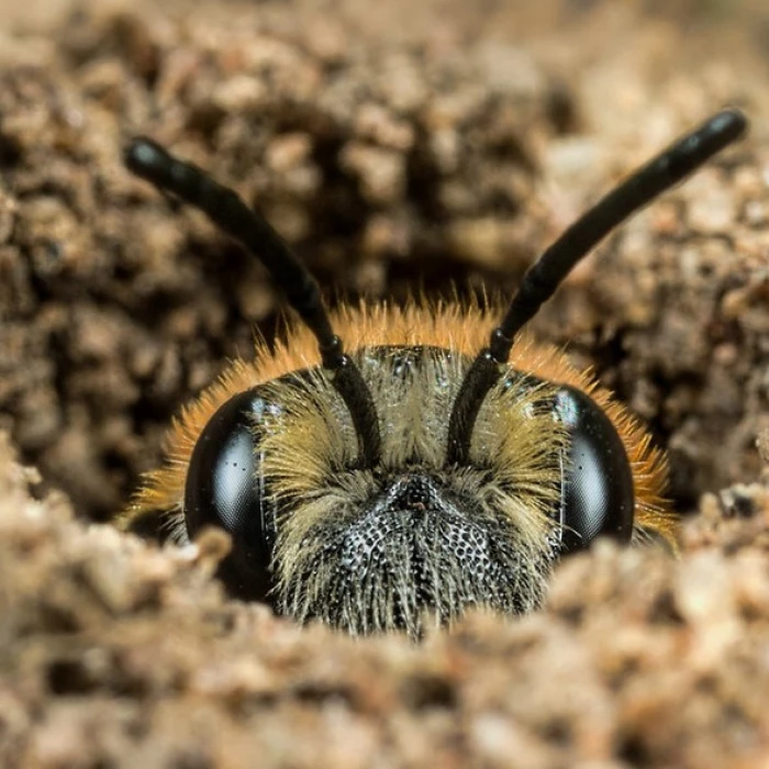 solitary bee