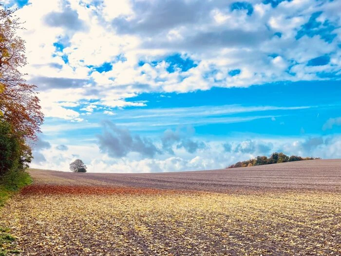 sown october 24 2