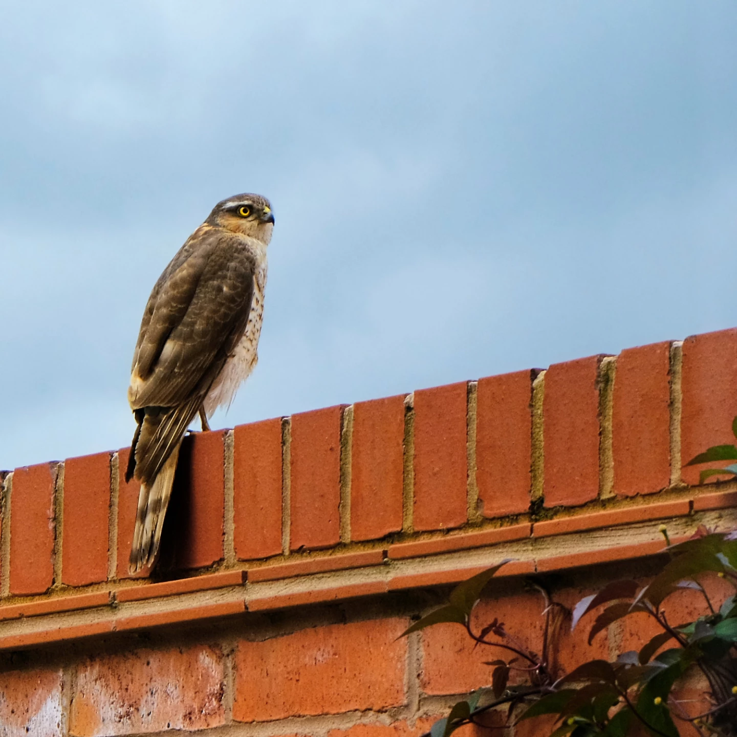 sparrowhawk
