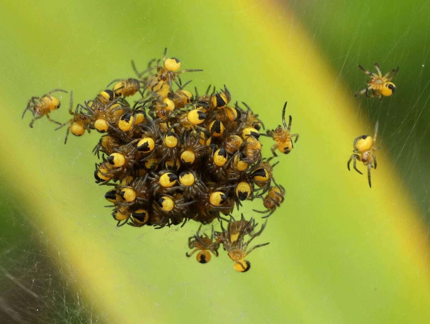 spiderling ball