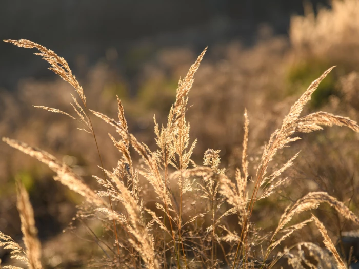 spikes of oat