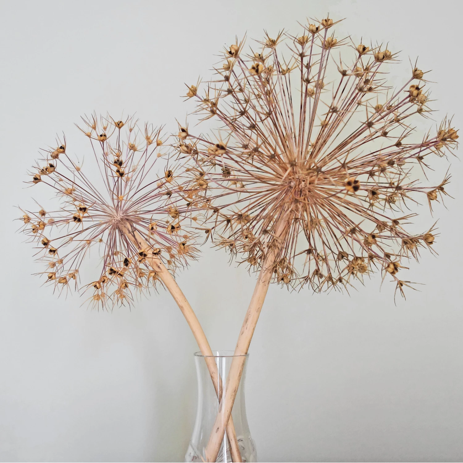 spiky seedheads