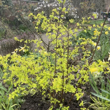 spirea