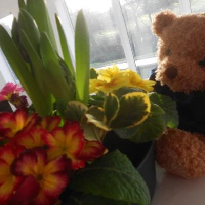 spring flowers