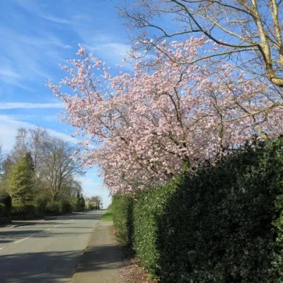 springtime in tarvin image5539