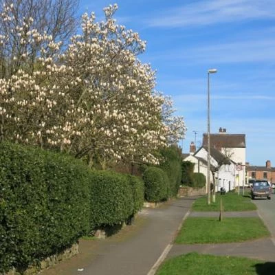 springtime in tarvin image5543 1