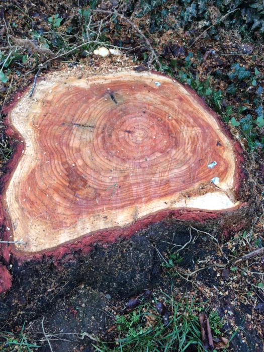 st chads tree