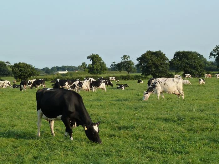 street farm cows