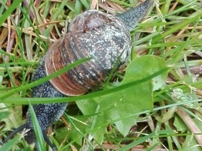 sunflower sowersnail