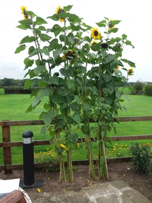 sunflower-winner