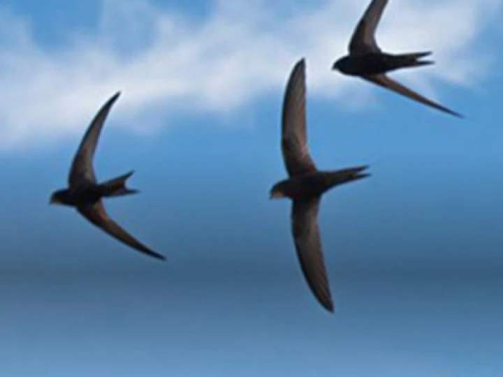 swift3