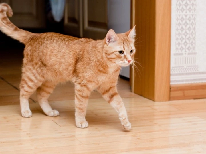 tabby