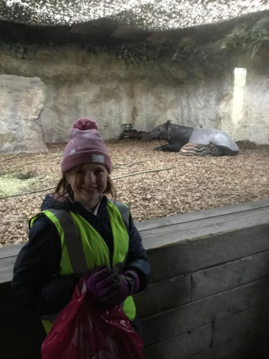 tapir