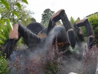 tarantula in fog reduced