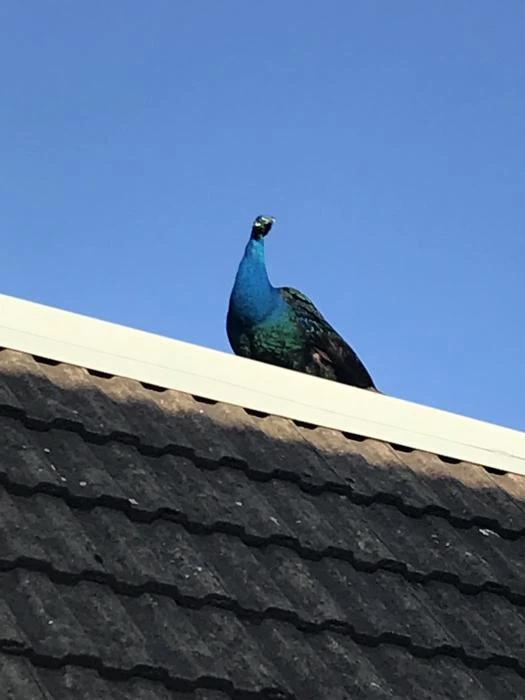 tarvin peacock image2 3