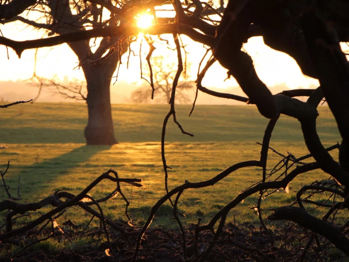 tarvin sunset jan 22  2