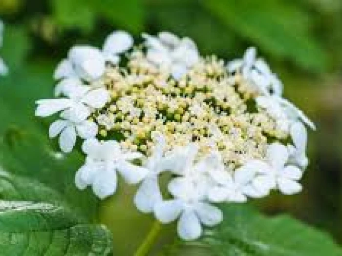 tcw guelder rose flower