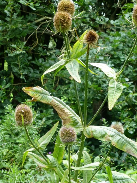 teasel seed heads