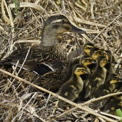 the odd duck out copy web