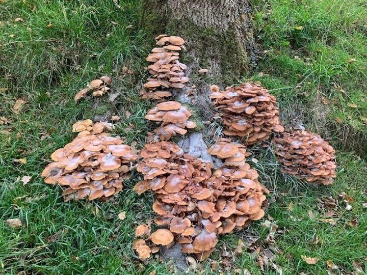 toadstools