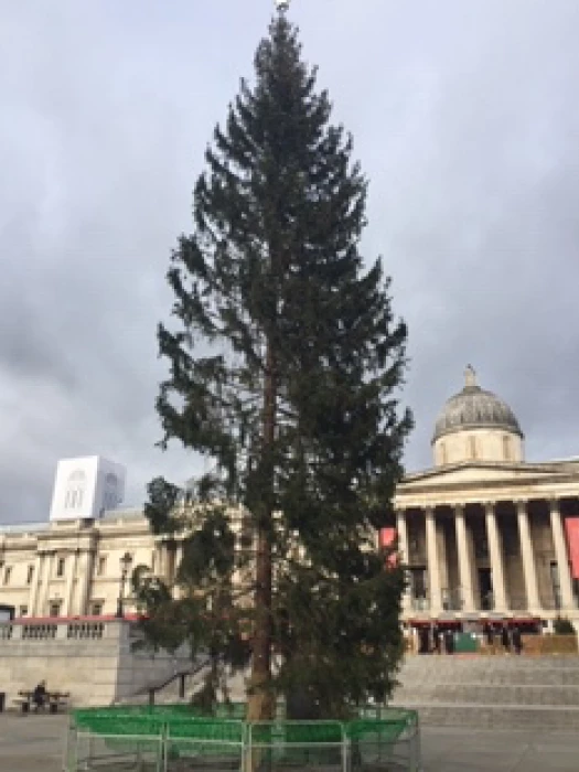 trafalgar square tree
