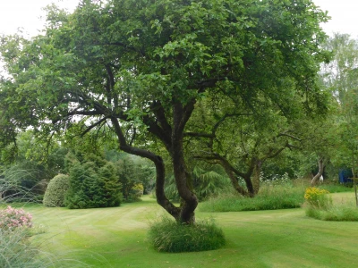 tree in chriss garden