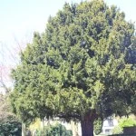 tree of life