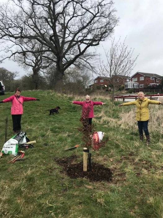 tree planting