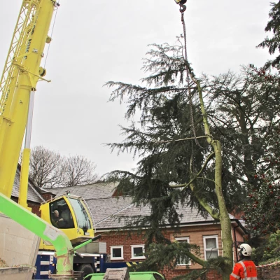 tree removal 5