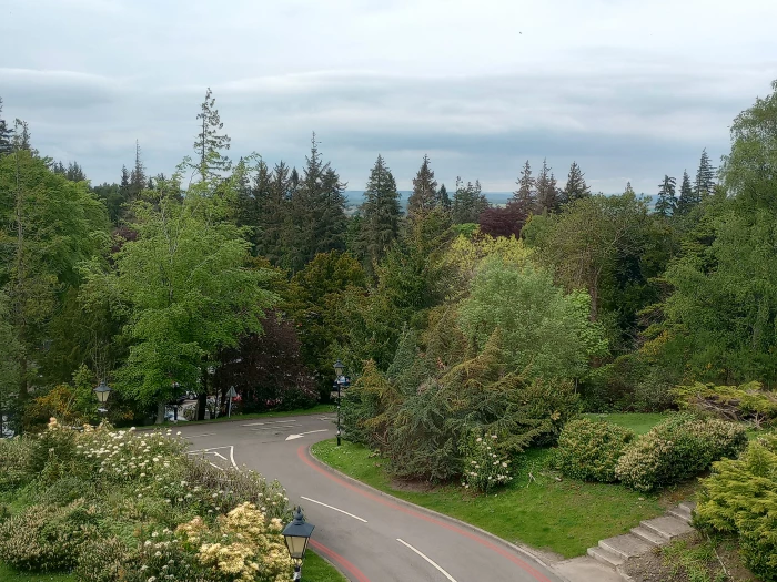 trees  view from a window