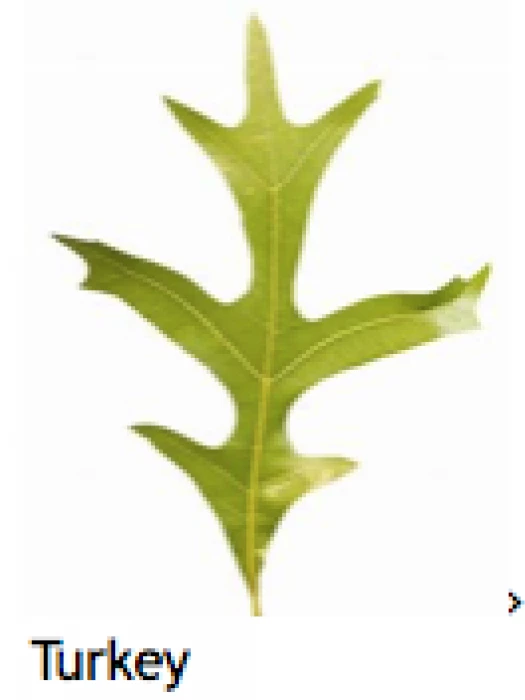 turnpike field leaves