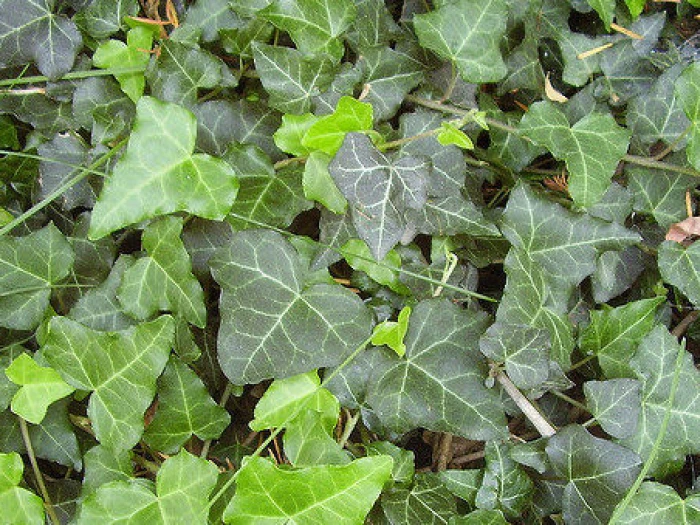 twt english ivy juvenile foliage